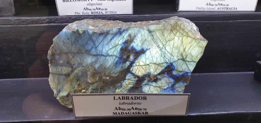 labrador